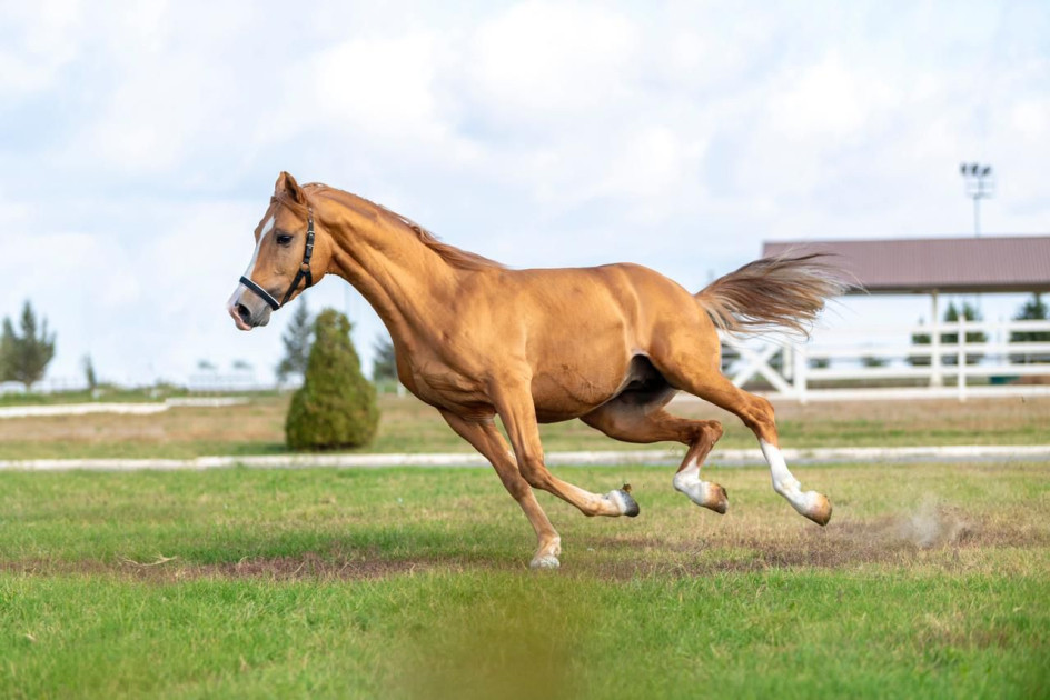 Türkiyədə çövkənin inkişafı üçün Qarabağ atlarından istifadə olunacaq<font color=red> - FOTOLAR</font>
