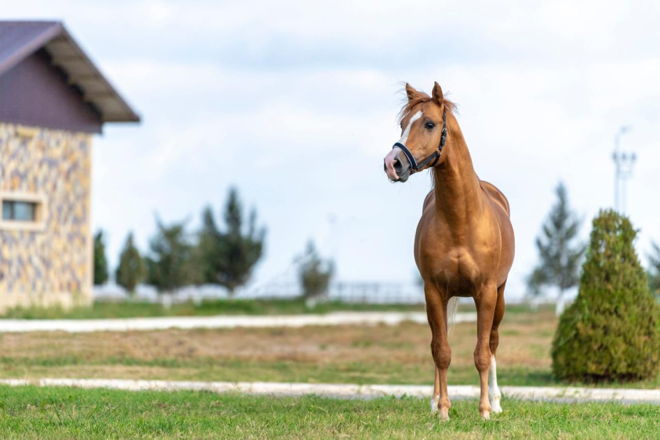 Türkiyədə çövkənin inkişafı üçün Qarabağ atlarından istifadə olunacaq<font color=red> - FOTOLAR</font>