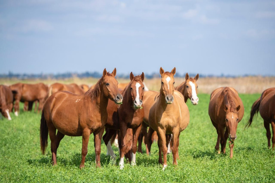 Türkiyədə çövkənin inkişafı üçün Qarabağ atlarından istifadə olunacaq<font color=red> - FOTOLAR</font>