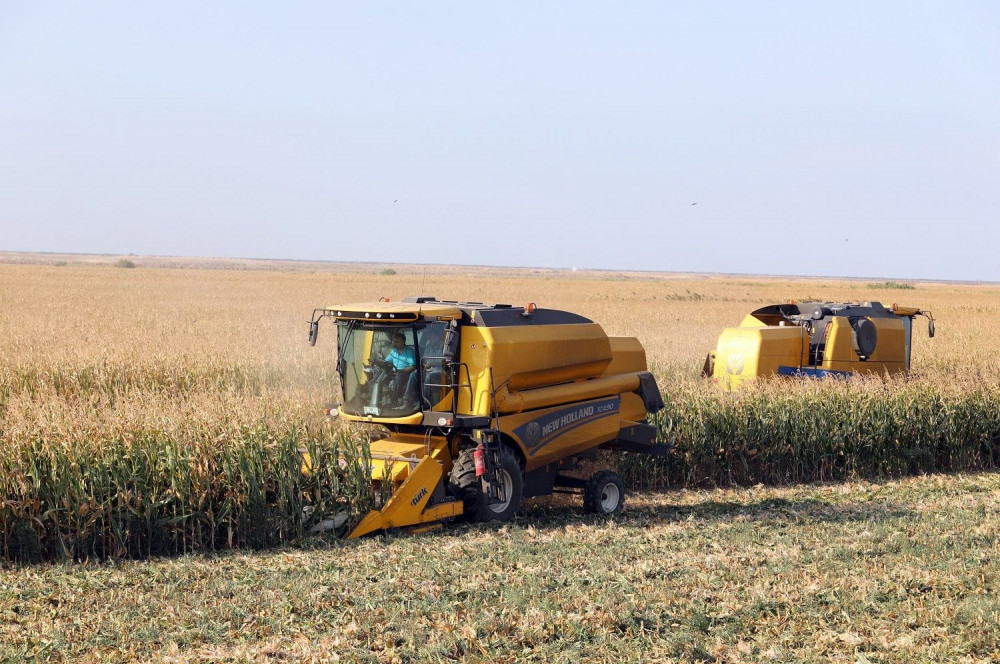 Naxçıvanda qarğıdalı yığımına başlanılıb<font color=red> - FOTOLAR</font>