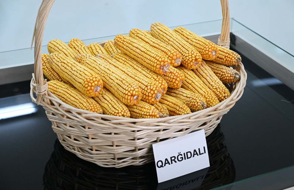 Sabirabad Sənaye Məhəlləsində toxum istehsalı müəssisəsinin fəaliyyəti ilə tanışlıq<font color=red> - FOTOLAR</font>