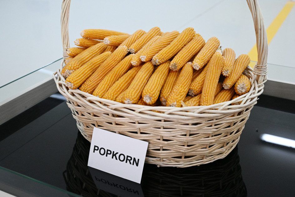 Sabirabad Sənaye Məhəlləsində toxum istehsalı müəssisəsinin fəaliyyəti ilə tanışlıq<font color=red> - FOTOLAR</font>