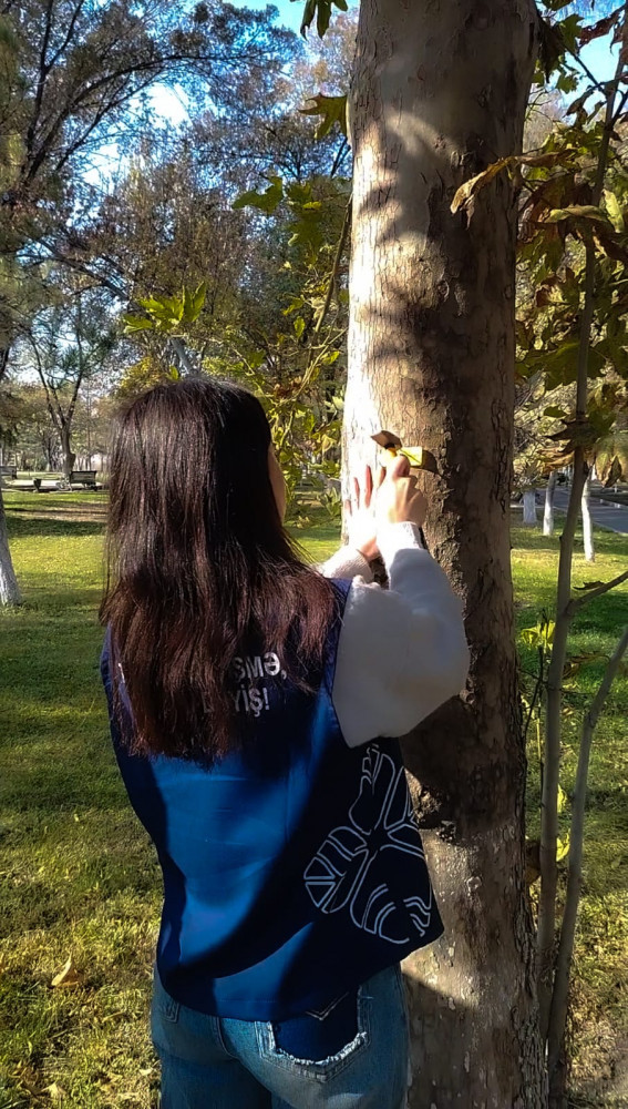 Naxçıvanda ağacların nömrələnməsinə başlanılıb <font color=red> - FOTOLAR</font>