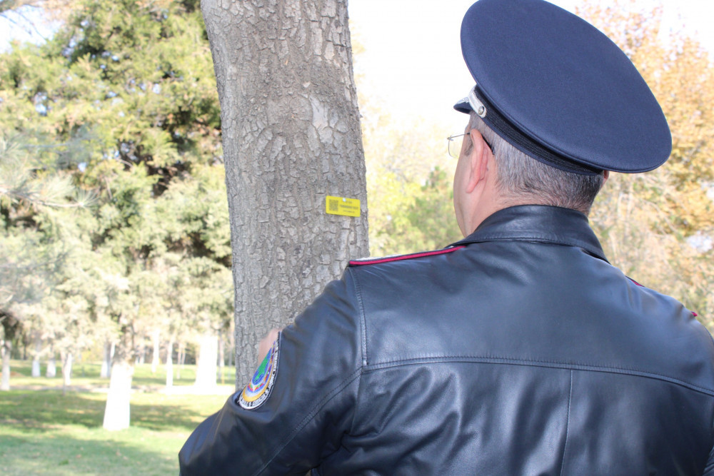 Naxçıvanda ağacların nömrələnməsinə başlanılıb <font color=red> - FOTOLAR</font>