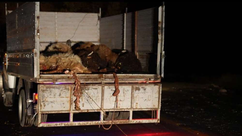 Naxçıvan-Şahbuz magistral yolunda avtomobil qoyun sürüsünə çırpılıb<font color=red> - FOTOLAR</font>