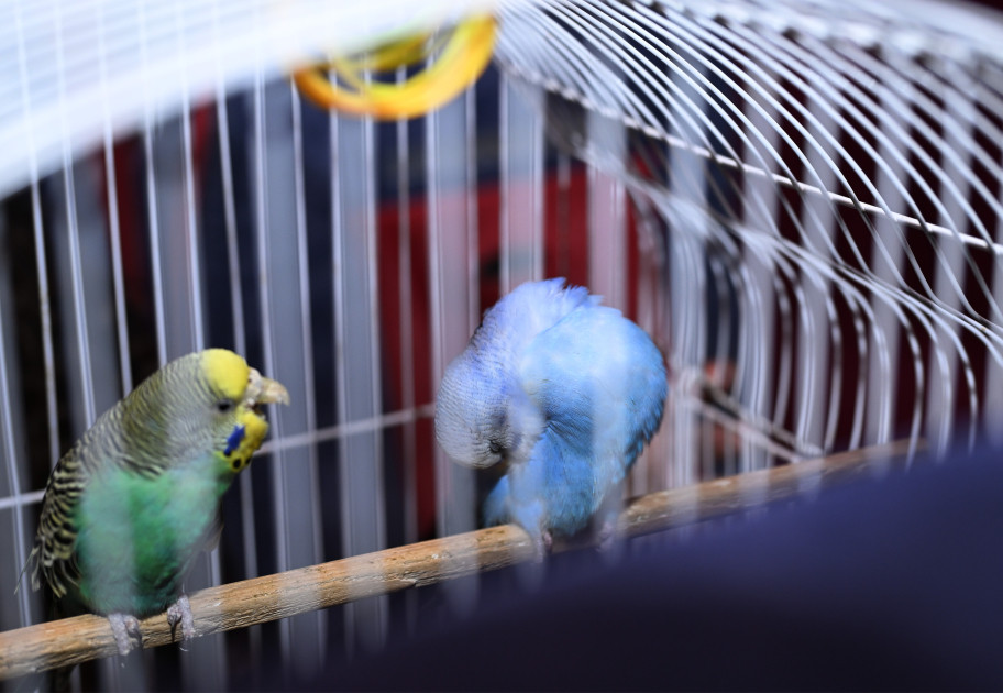 Zəngilan rayonunun Məmmədbəyli kəndinə növbəti köç karvanı yola salınıb<font color=red> - FOTOLAR</font>