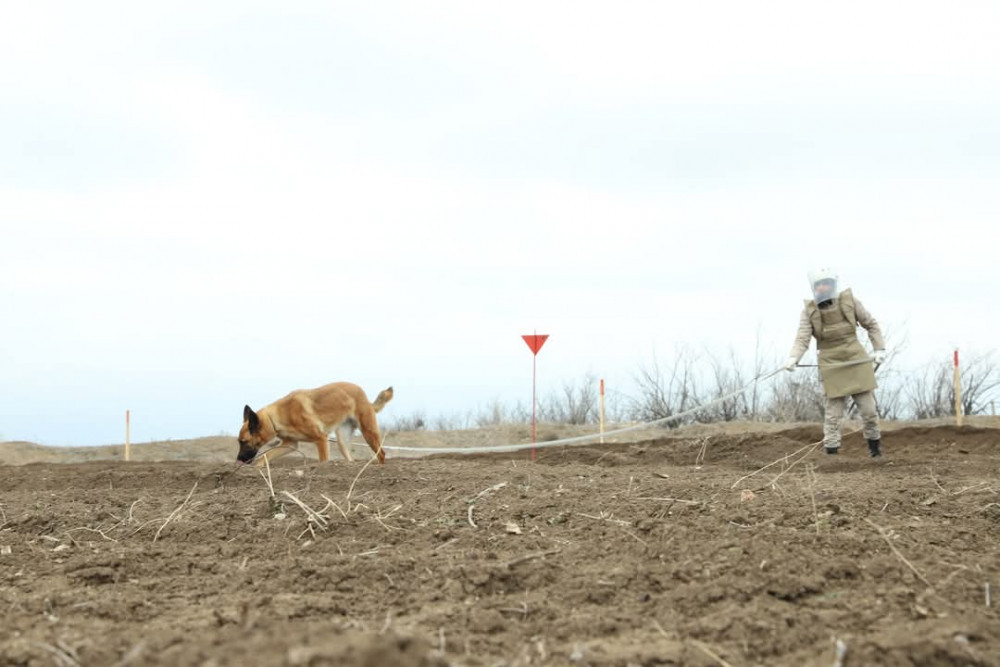 Xarici media nümayəndələri Ağdamda minatəmizləmə əməliyyatını izləyiblər<font color=red> - FOTOLAR</font>