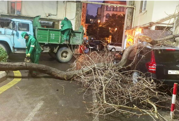 Son iki gündə güclü külək Bakıda 78 ağacı sındırıb<font color=red> - FOTOLAR</font>