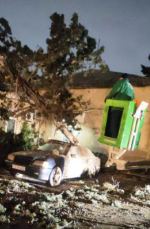 Son iki gündə güclü külək Bakıda 78 ağacı sındırıb<font color=red> - FOTOLAR</font>