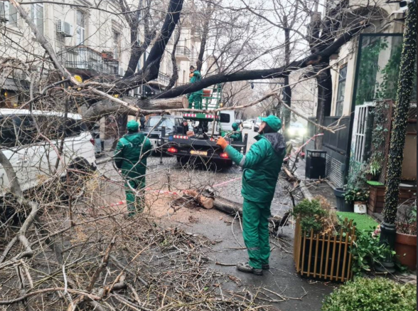 Son iki gündə güclü külək Bakıda 78 ağacı sındırıb<font color=red> - FOTOLAR</font>