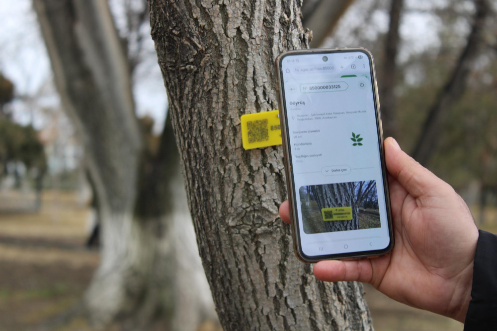 Ağacların nömrələnməsi prosesi davam edir<font color=red> - FOTOLAR</font>