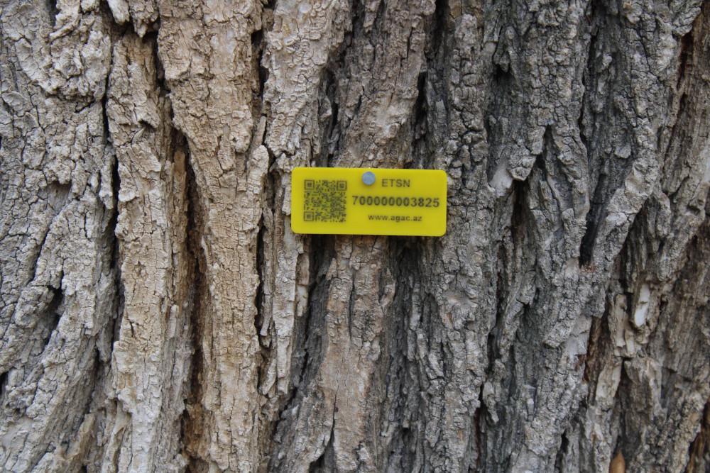 Ağacların nömrələnməsi prosesi davam edir<font color=red> - FOTOLAR</font>