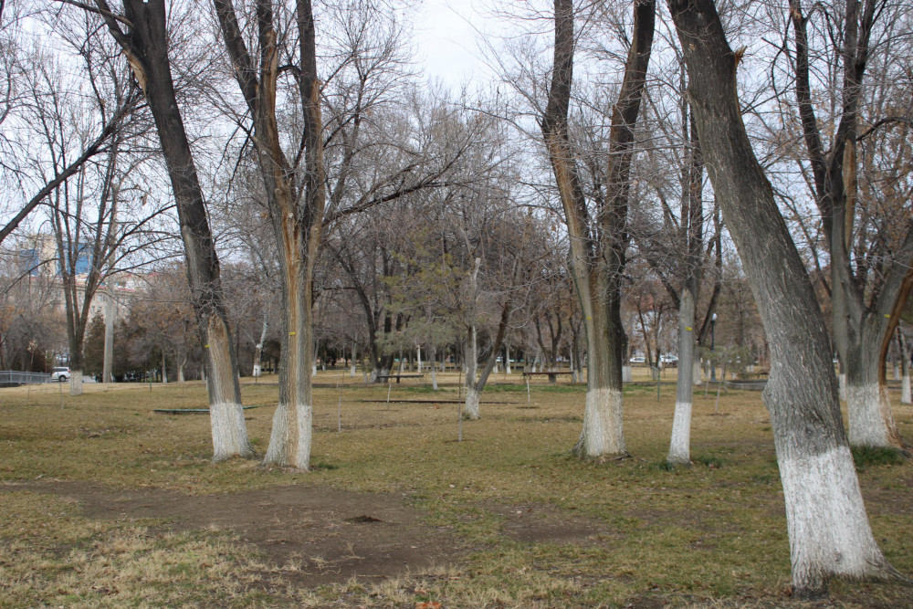 Ağacların nömrələnməsi prosesi davam edir<font color=red> - FOTOLAR</font>