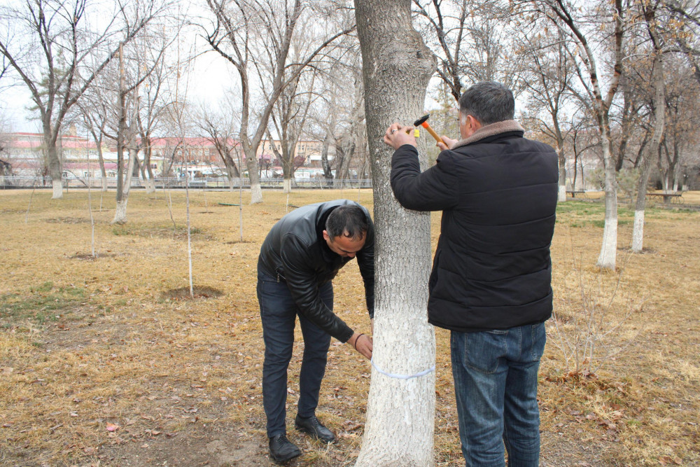 Ağacların nömrələnməsi prosesi davam edir<font color=red> - FOTOLAR</font>