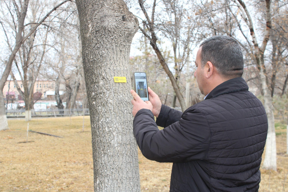 Ağacların nömrələnməsi prosesi davam edir<font color=red> - FOTOLAR</font>