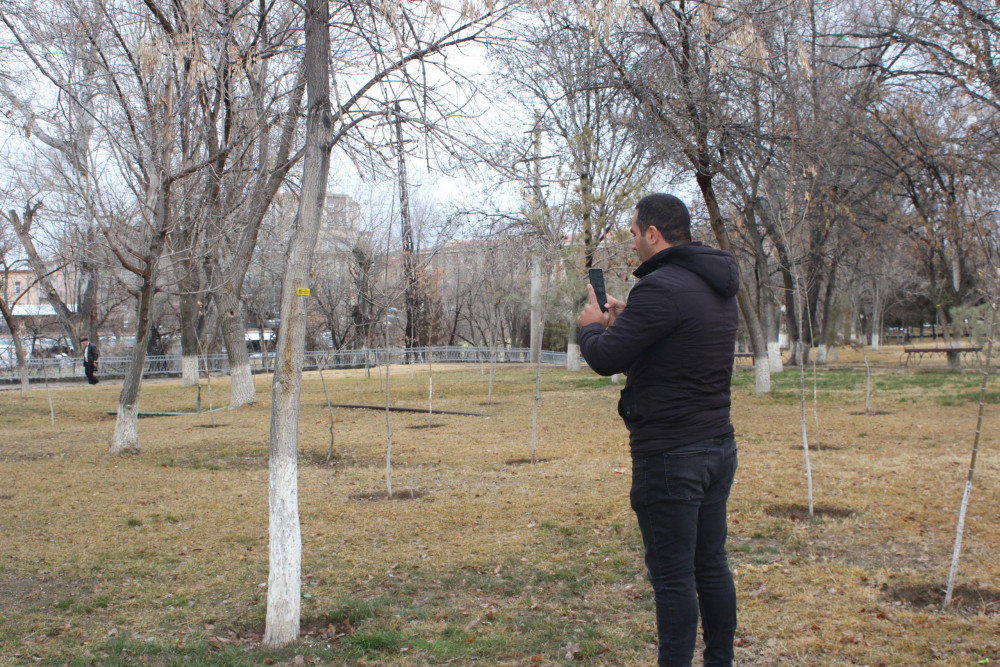 Ağacların nömrələnməsi prosesi davam edir<font color=red> - FOTOLAR</font>