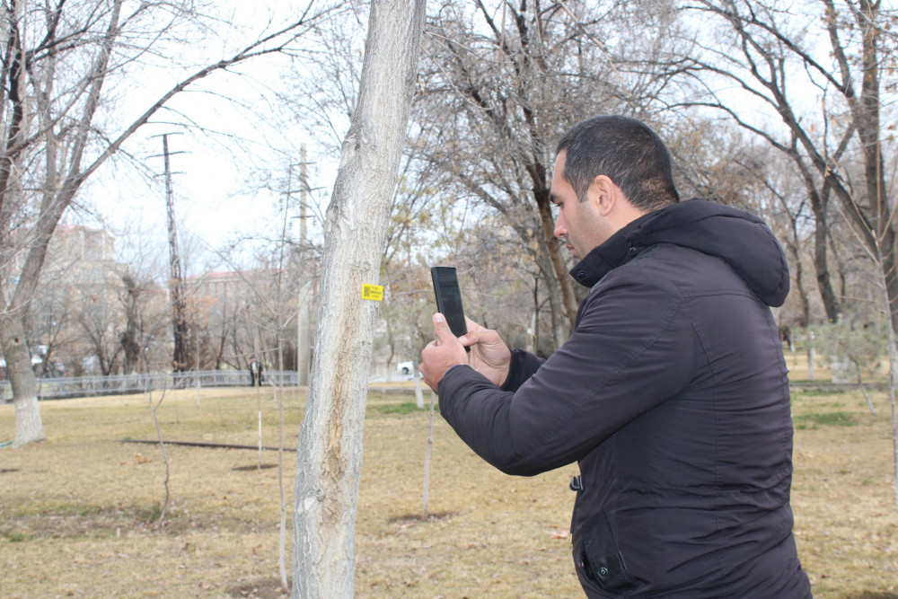 Ağacların nömrələnməsi prosesi davam edir<font color=red> - FOTOLAR</font>