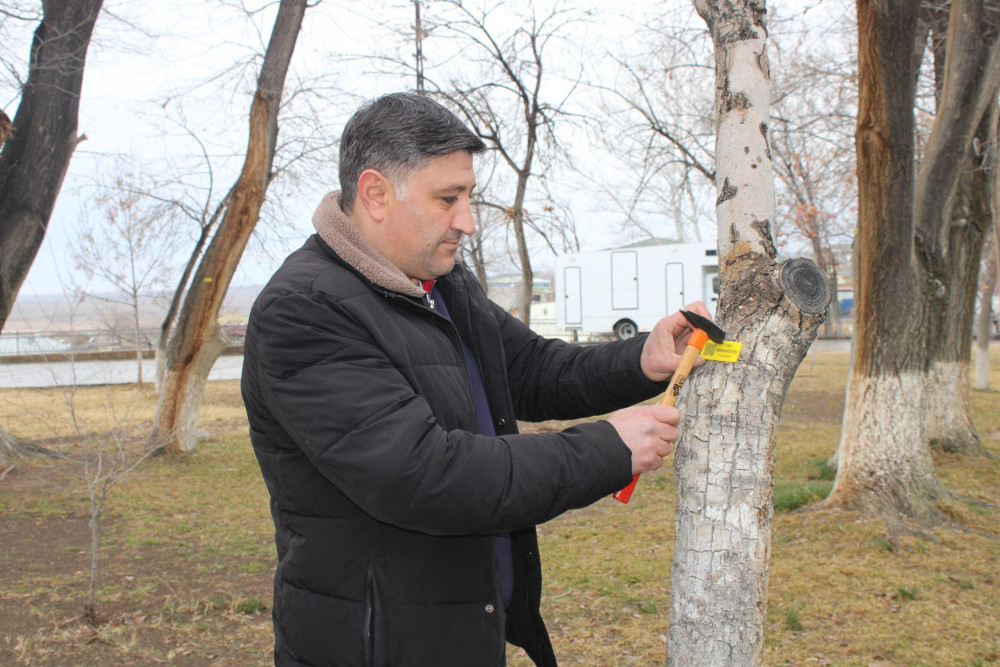 Ağacların nömrələnməsi prosesi davam edir<font color=red> - FOTOLAR</font>