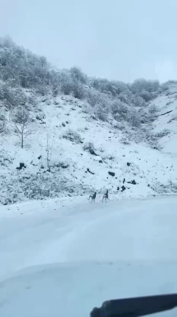 Laçın-Şuşa yolunda qaçan cüyürlər maraq doğurub<font color=red> - FOTOLAR</font>