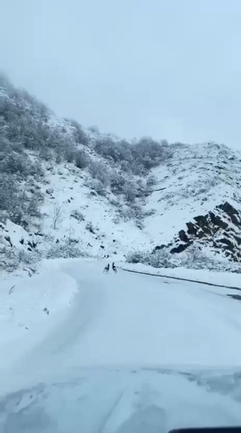 Laçın-Şuşa yolunda qaçan cüyürlər maraq doğurub<font color=red> - FOTOLAR</font>