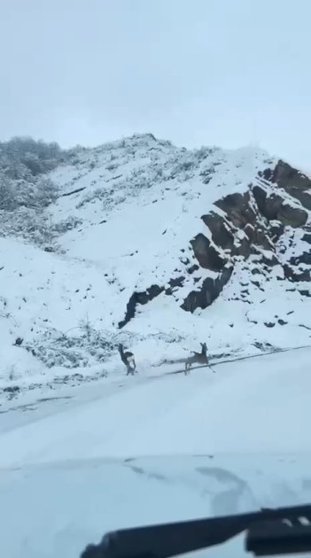 Laçın-Şuşa yolunda qaçan cüyürlər maraq doğurub<font color=red> - FOTOLAR</font>