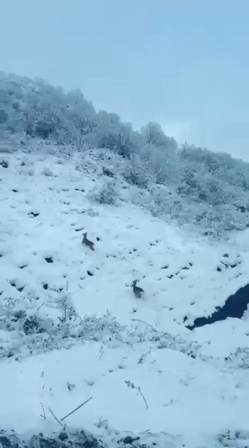 Laçın-Şuşa yolunda qaçan cüyürlər maraq doğurub<font color=red> - FOTOLAR</font>