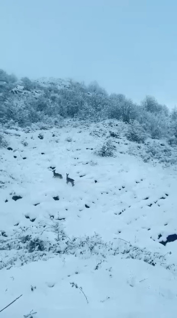 Laçın-Şuşa yolunda qaçan cüyürlər maraq doğurub<font color=red> - FOTOLAR</font>