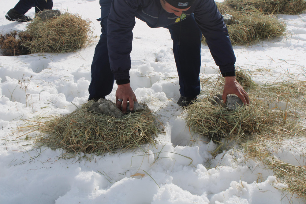 Naxçıvanda çöl heyvanları üçün biotexniki tədbir keçirilib<font color=red> - FOTOLAR</font>