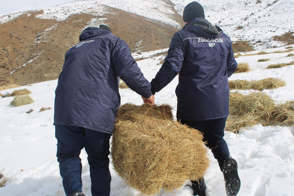 Naxçıvanda çöl heyvanları üçün biotexniki tədbir keçirilib<font color=red> - FOTOLAR</font>