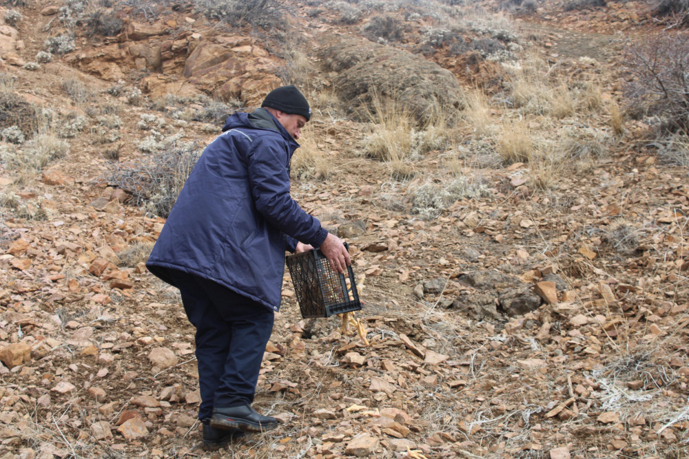 Naxçıvanda çöl heyvanları üçün biotexniki tədbir keçirilib<font color=red> - FOTOLAR</font>