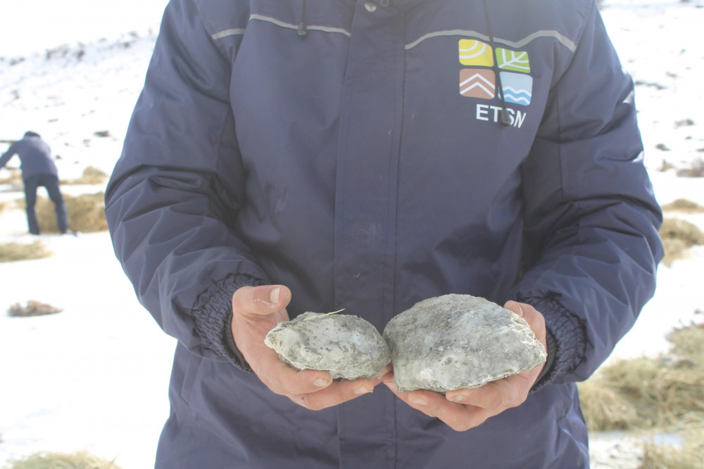 Naxçıvanda çöl heyvanları üçün biotexniki tədbir keçirilib<font color=red> - FOTOLAR</font>