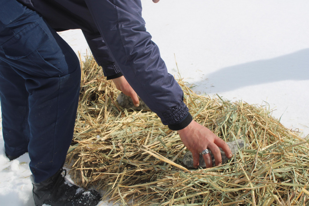 Naxçıvanda çöl heyvanları üçün biotexniki tədbir keçirilib<font color=red> - FOTOLAR</font>