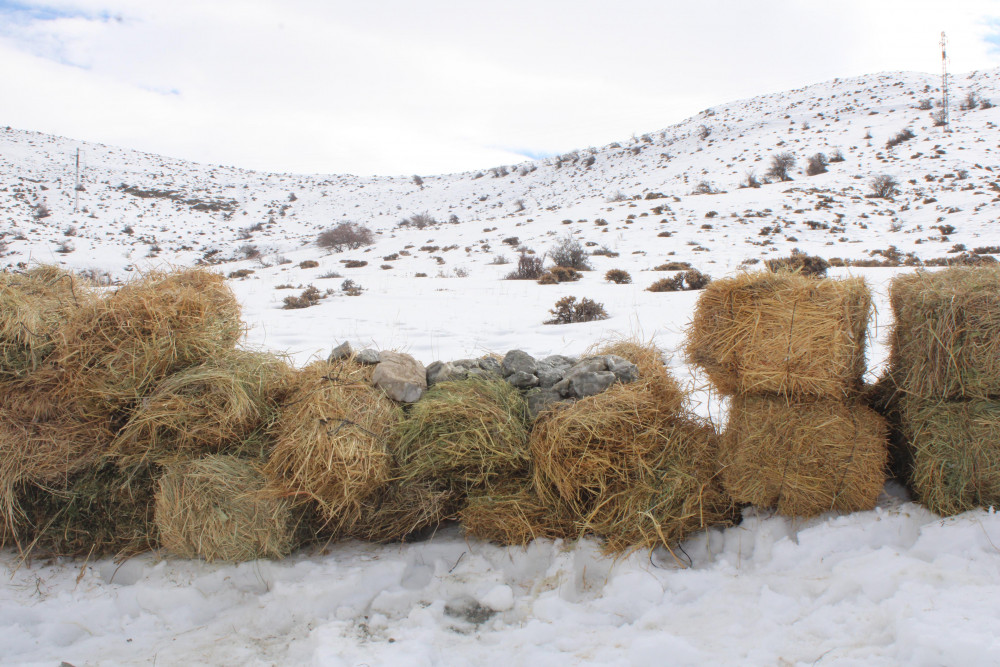 Naxçıvanda çöl heyvanları üçün biotexniki tədbir keçirilib<font color=red> - FOTOLAR</font>
