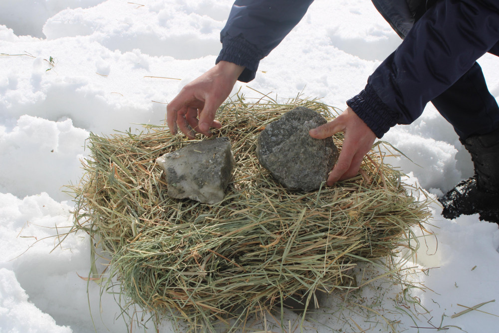 Naxçıvanda çöl heyvanları üçün biotexniki tədbir keçirilib<font color=red> - FOTOLAR</font>