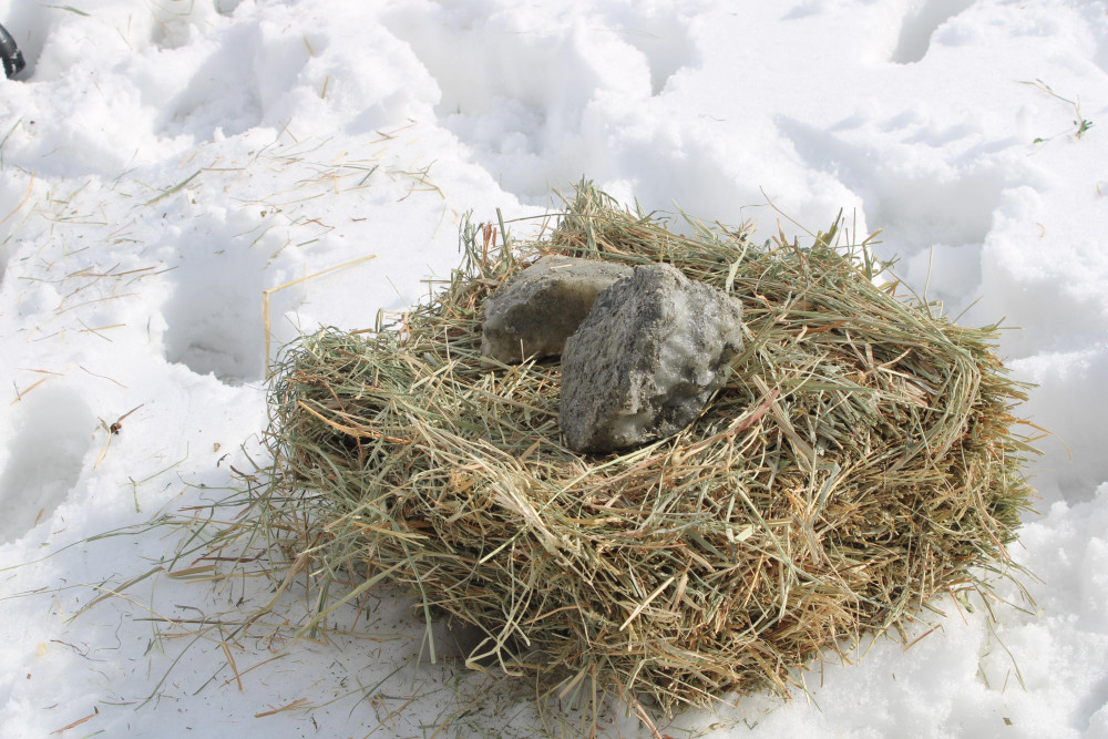 Naxçıvanda çöl heyvanları üçün biotexniki tədbir keçirilib<font color=red> - FOTOLAR</font>