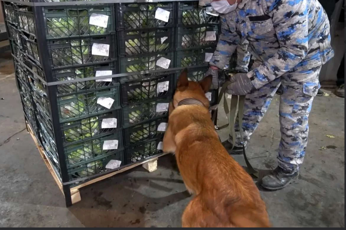 DGK 80 kiloqrama yaxın narkotikin İrandan Rusiyaya tranzitinin qarşısını alıb<font color=red> - FOTOLAR</font>