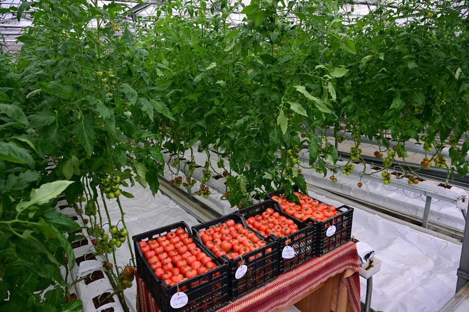 Prezident İlham Əliyev Lənkəran Dövlət Peşə Təhsil Mərkəzinin açılışında iştirak edib<font color=red> - FOTOLAR</font>