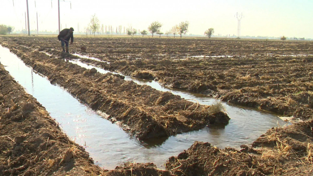 Naxçıvanda 1128 hektar ərazidə yazlıq əkinlər aparılıb<font color=red> - FOTOLAR</font>