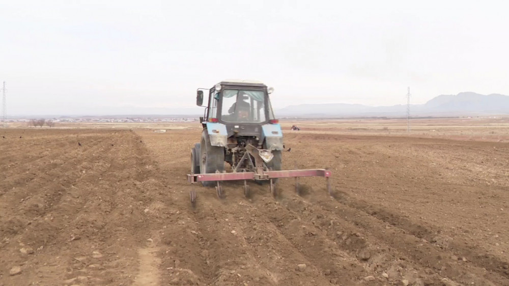 Naxçıvanda 1128 hektar ərazidə yazlıq əkinlər aparılıb<font color=red> - FOTOLAR</font>