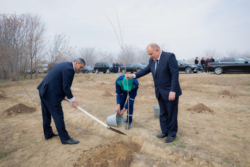 Naxçıvanda “Şəhərsalma və Memarlıq İli” çərçivəsində ağacəkmə aksiyası keçirilib<font color=red> - FOTOLAR</font>