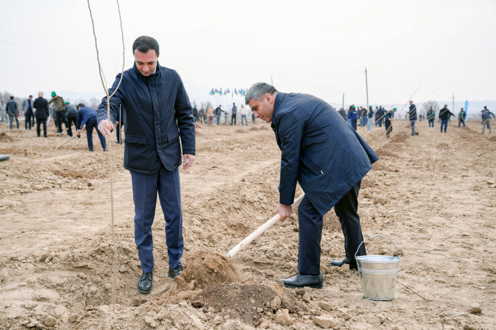 Naxçıvanda “Şəhərsalma və Memarlıq İli” çərçivəsində ağacəkmə aksiyası keçirilib<font color=red> - FOTOLAR</font>