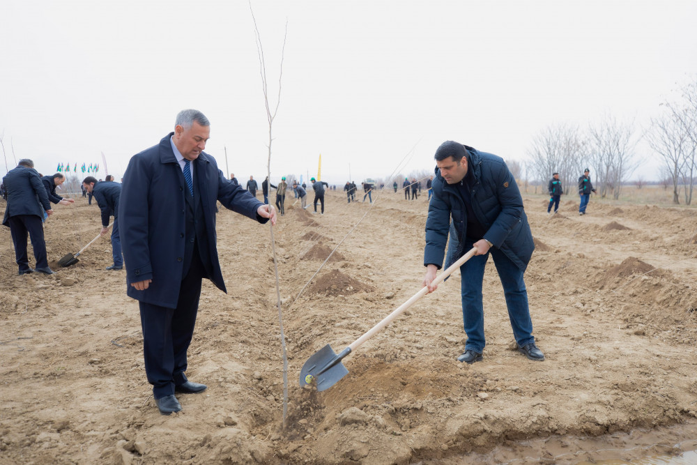 Naxçıvanda “Şəhərsalma və Memarlıq İli” çərçivəsində ağacəkmə aksiyası keçirilib<font color=red> - FOTOLAR</font>