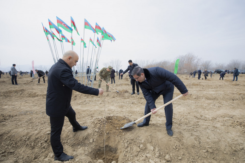 Naxçıvanda “Şəhərsalma və Memarlıq İli” çərçivəsində ağacəkmə aksiyası keçirilib<font color=red> - FOTOLAR</font>