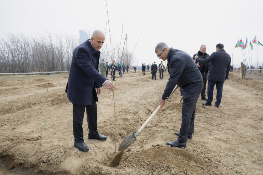 Naxçıvanda “Şəhərsalma və Memarlıq İli” çərçivəsində ağacəkmə aksiyası keçirilib<font color=red> - FOTOLAR</font>