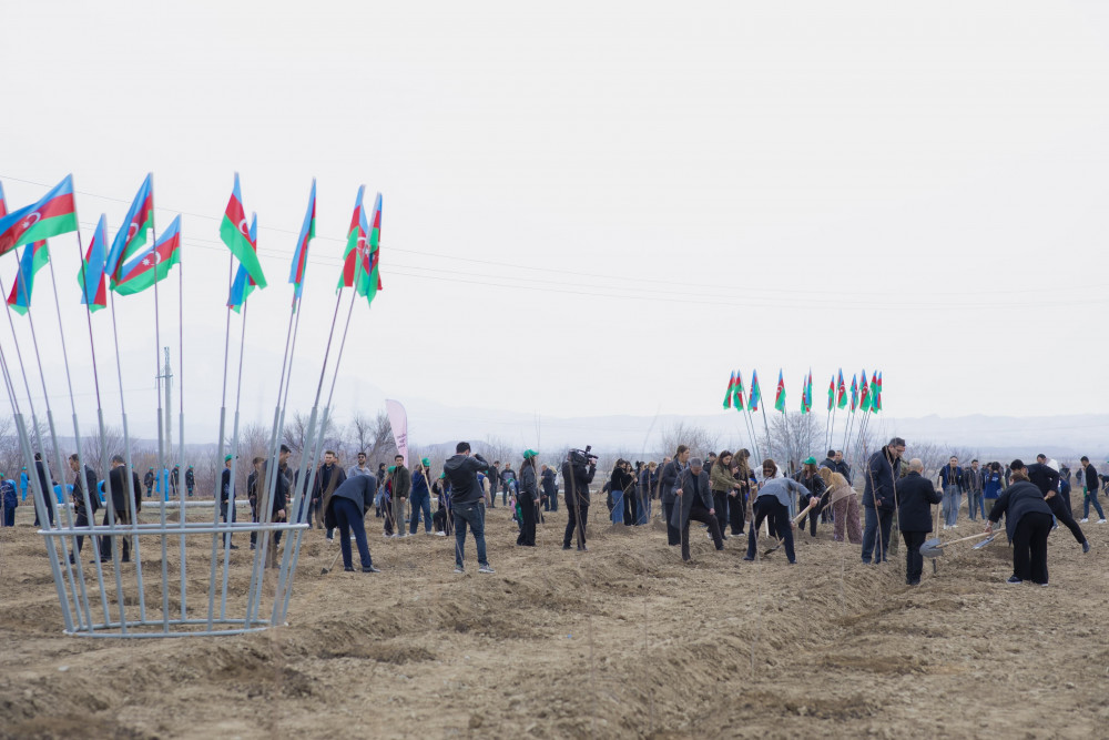 Naxçıvanda “Şəhərsalma və Memarlıq İli” çərçivəsində ağacəkmə aksiyası keçirilib<font color=red> - FOTOLAR</font>