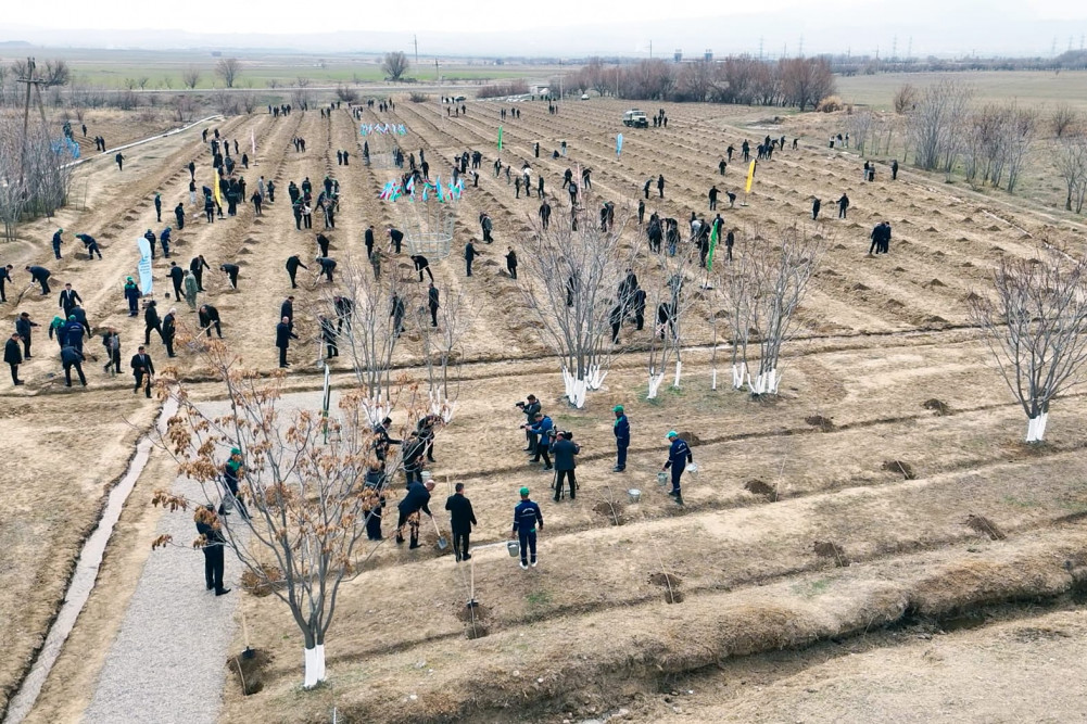Naxçıvanda “Şəhərsalma və Memarlıq İli” çərçivəsində ağacəkmə aksiyası keçirilib<font color=red> - FOTOLAR</font>