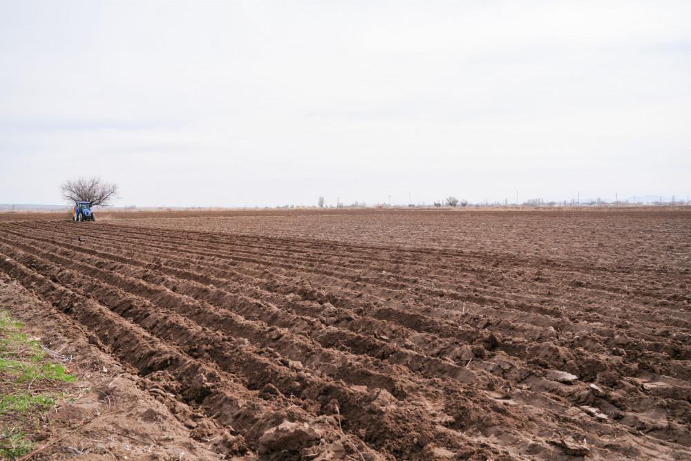 Səlahiyyətli nümayəndə Ceyhun Cəlilov Şərurda torpaq mülkiyyətçiləri ilə görüşüb, kartof əkini ilə tanış olub<font color=red> - FOTOLAR</font>