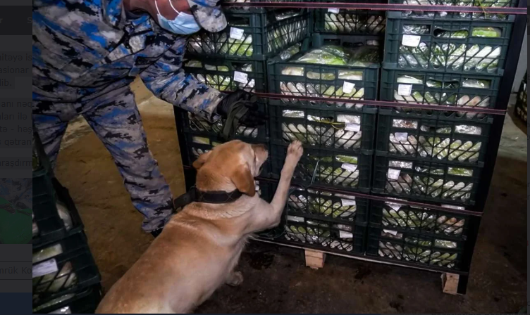 Azərbaycan gömrükçüləri 100 kiloqramdan artıq narkotik vasitə aşkar ediblər<font color=red> - FOTOLAR</font>