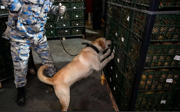 "Kivi" yükü aparan nəqliyyat vasitəsində külli miqdarda narkotik aşkar edilib<font color=red> - FOTOLAR</font>