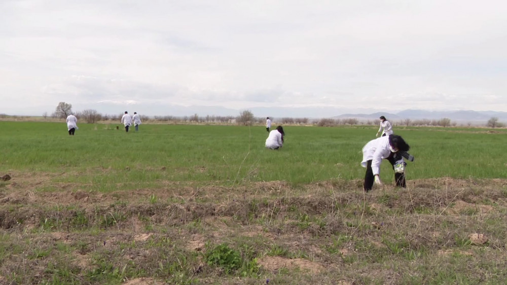 Naxçıvanda taxıl və yonca sahələrində gəmiricilərin yayılma sıxlığının monitorinqi aparılır<font color=red> - FOTOLAR</font>